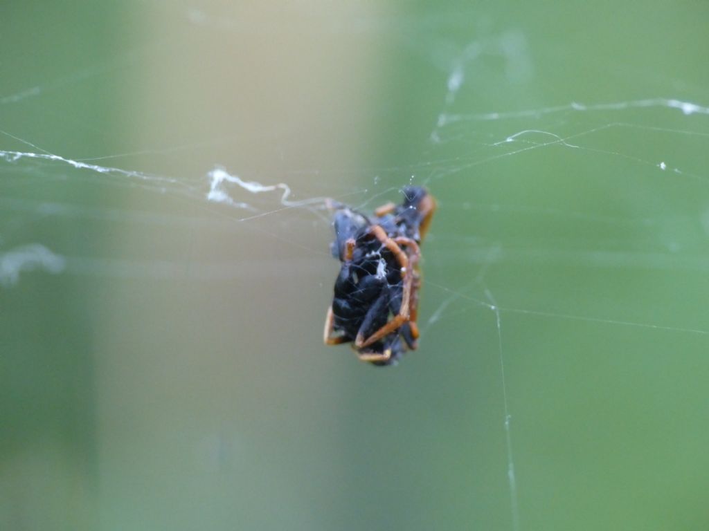 Batozonellus lacerticida predato da Argiope bruennichi